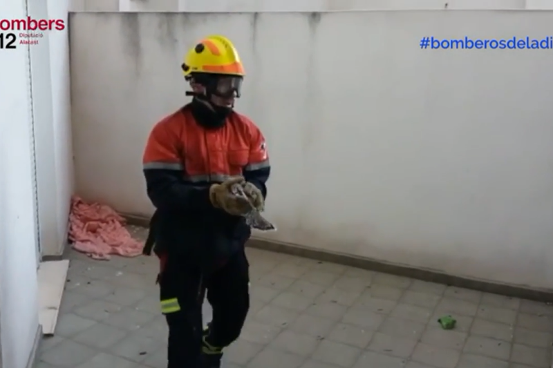 Los bomberos rescatan dos crías de halcón en Dénia  Los bomberos rescatan dos crías de halcón en Dénia