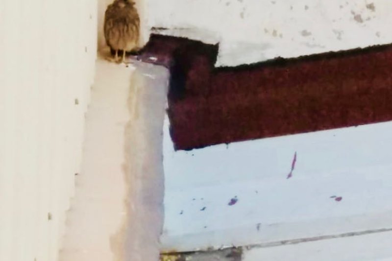 Los bomberos rescatan dos crías de halcón en Dénia  Los bomberos rescatan dos crías de halcón en Dénia