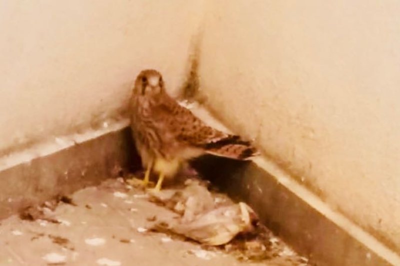 Los bomberos rescatan dos crías de halcón en Dénia  Los bomberos rescatan dos crías de halcón en Dénia