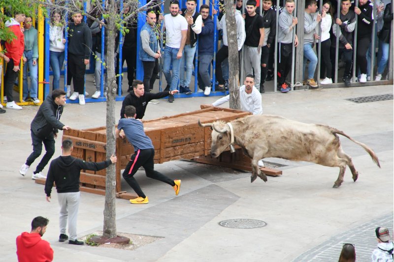Seis ganaderías para las cuatro jornadas de “bous al carrer” de las fiestas del Nazareno Seis ganaderías para las cuatro jornadas de “bous al carrer” de las fiestas del Nazareno