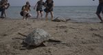 Dénia conmemora el Día Mundial de los Océanos con la suelta de tres tortugas recuperadas en el Oceanogràfic Dénia conmemora el Día Mundial de los Océanos con la suelta de tres tortugas recuperadas en el Oceanogràfic