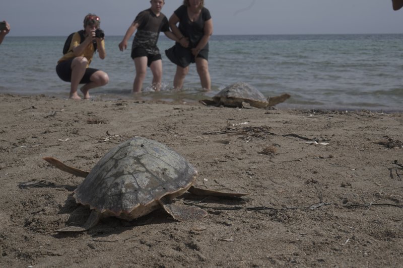 Dénia conmemora el Día Mundial de los Océanos con la suelta de tres tortugas recuperadas en el Oceanogràfic Dénia conmemora el Día Mundial de los Océanos con la suelta de tres tortugas recuperadas en el Oceanogràfic