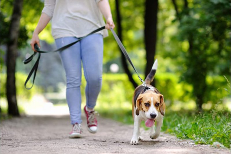 No recoger los excrementos de los perros será considerado como infracción grave en Calp No recoger los excrementos de los perros será considerado como infracción grave en Calp