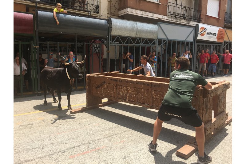 Pedreguer: Vint-i-una entrades faran córrer els aficionats dels bous al carrer durant les Festes de Juliol Pedreguer: Vint-i-una entrades faran córrer els aficionats dels bous al carrer durant les Festes de Juliol