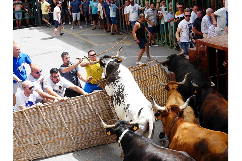 La Quintó La’Anredrà “pasa” del canyis de las entradas de bous de Pedreguer La Quintó La’Anredrà “pasa” del canyis de las entradas de bous de Pedreguer