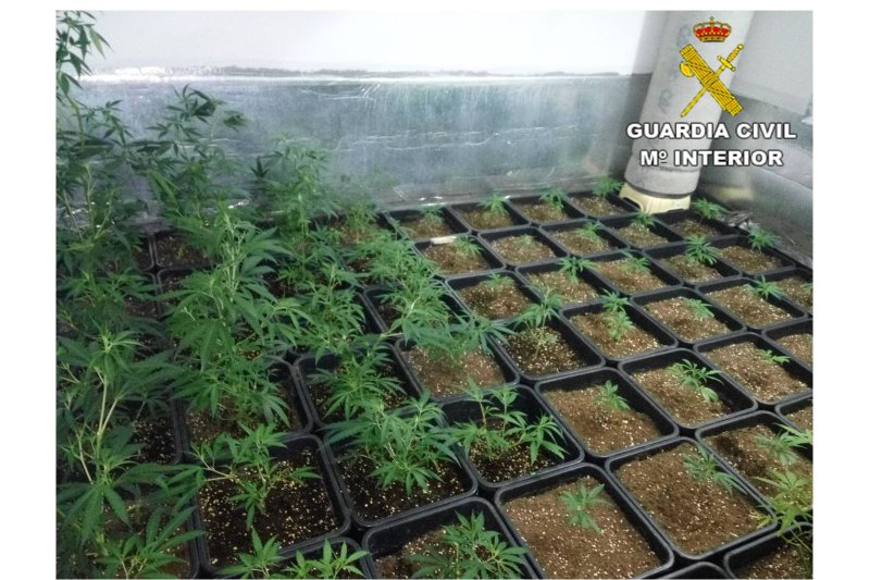 La Guardia Civil de Calp desarticula en la Marina Alta varias plantaciones de marihuana La Guardia Civil de Calp desarticula en la Marina Alta varias plantaciones de marihuana
