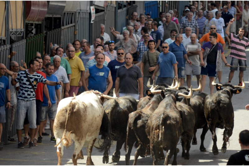 Programa complet de les Festes de Juliol de Pedreguer Programa complet de les Festes de Juliol de Pedreguer