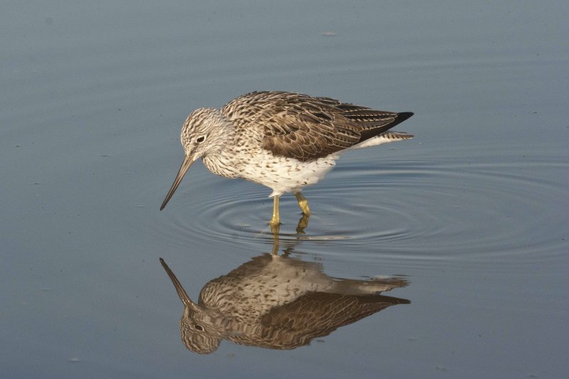El increíble espectáculo de las aves que migran en primavera El increíble espectáculo de las aves que migran en primavera