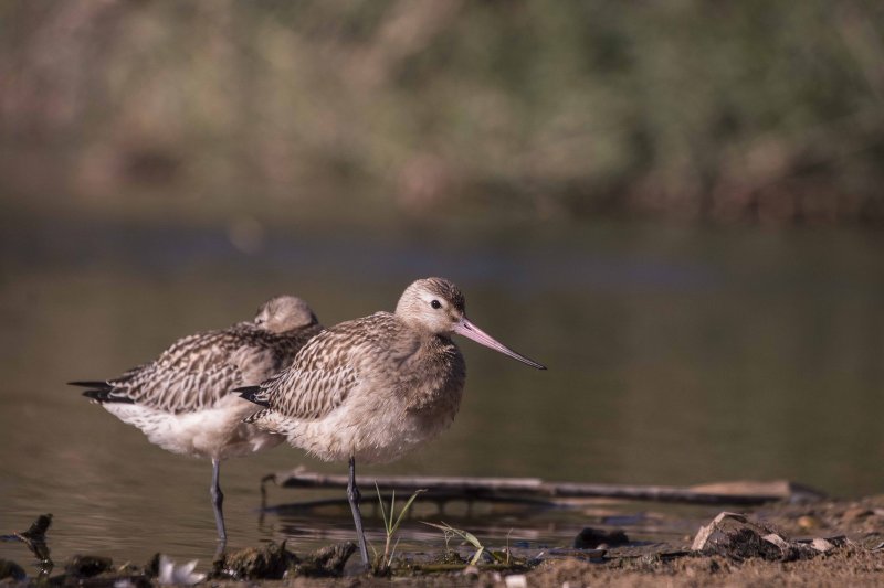 El increíble espectáculo de las aves que migran en primavera El increíble espectáculo de las aves que migran en primavera