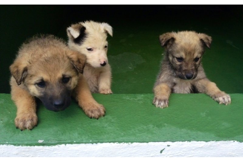 Calp: Doce cachorros abandonados en la basura Calp: Doce cachorros abandonados en la basura