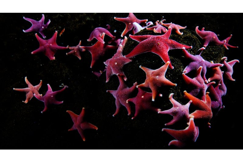 La Estación Científica Montgó participa en una iniciativa mundial para la protección de las aguas internacionales La Estación Científica Montgó participa en una iniciativa mundial para la protección de las aguas internacionales