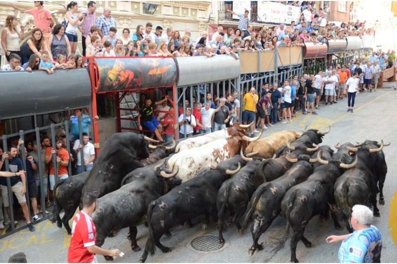 Una entrada amb vint bous i dos mansos per tancar les Festes de Pedreguer Una entrada amb vint bous i dos mansos per tancar les Festes de Pedreguer