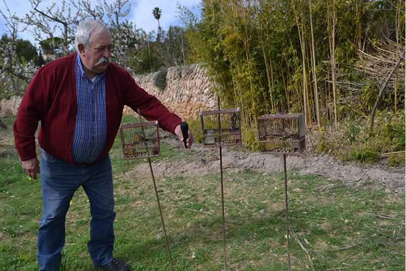 Tenores y sopranos con muchas plumas y pico Tenores y sopranos con muchas plumas y pico