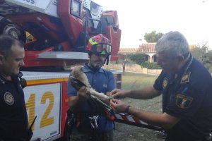 Rescatan una águila calzada atrapada en la zona del Cap Martí de Xàbia