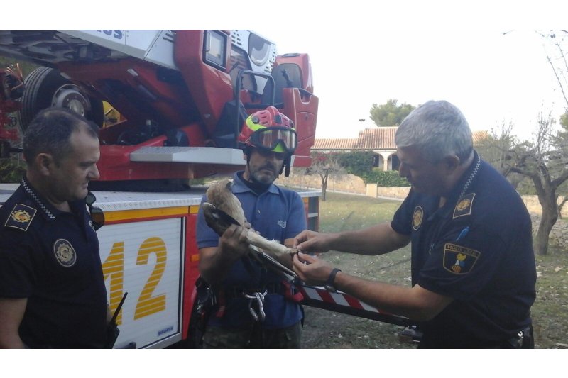 Rescatan una águila calzada atrapada en la zona del Cap Martí de Xàbia Rescatan una águila calzada atrapada en la zona del Cap Martí de Xàbia