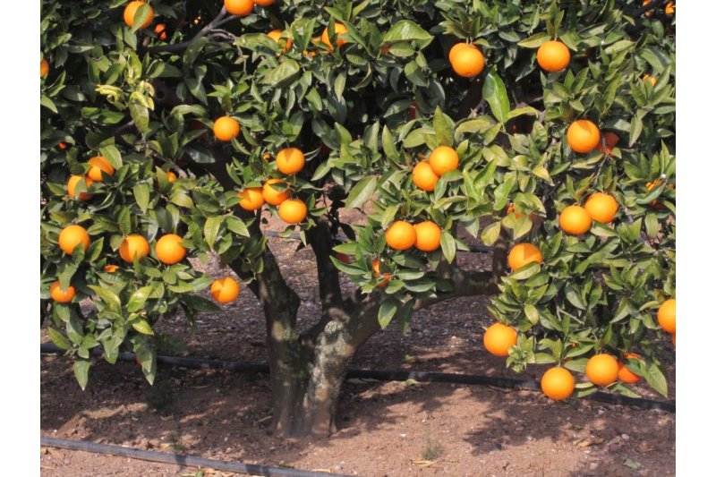 Coopego és l’única cooperativa de la comarca que continua comercialitzant taronges Coopego és l’única cooperativa de la comarca que continua comercialitzant taronges