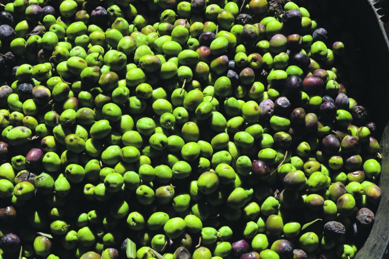 El gust per l’oli de producció pròpia El gust per l’oli de producció pròpia