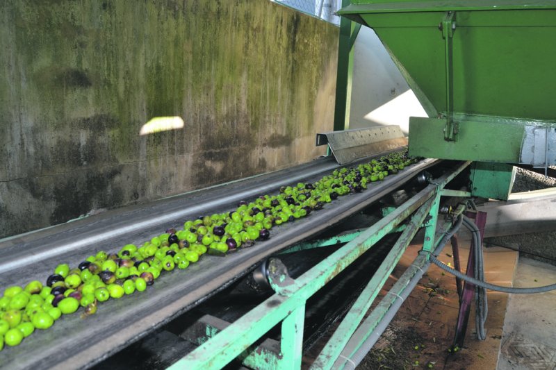 El gust per l’oli de producció pròpia El gust per l’oli de producció pròpia