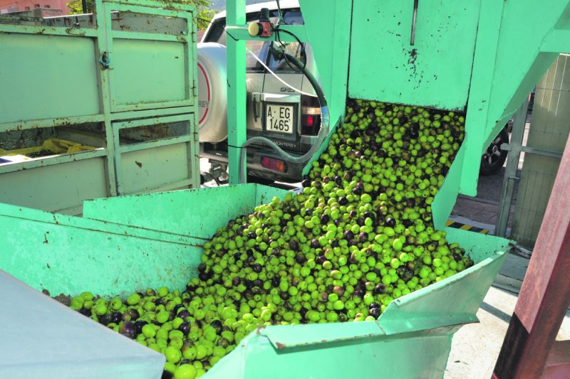 El gust per l’oli de producció pròpia El gust per l’oli de producció pròpia