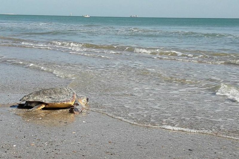El Club Náutico de Xàbia devolverá al mar una tortuga recuperada en el Oceanogràfic  El Club Náutico de Xàbia devolverá al mar una tortuga recuperada en el Oceanogràfic