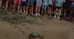El Club Náutico de Xàbia devolverá al mar una tortuga recuperada en el Oceanogràfic  El Club Náutico de Xàbia devolverá al mar una tortuga recuperada en el Oceanogràfic