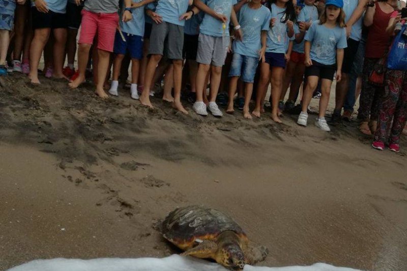 El Club Náutico de Xàbia devolverá al mar una tortuga recuperada en el Oceanogràfic  El Club Náutico de Xàbia devolverá al mar una tortuga recuperada en el Oceanogràfic
