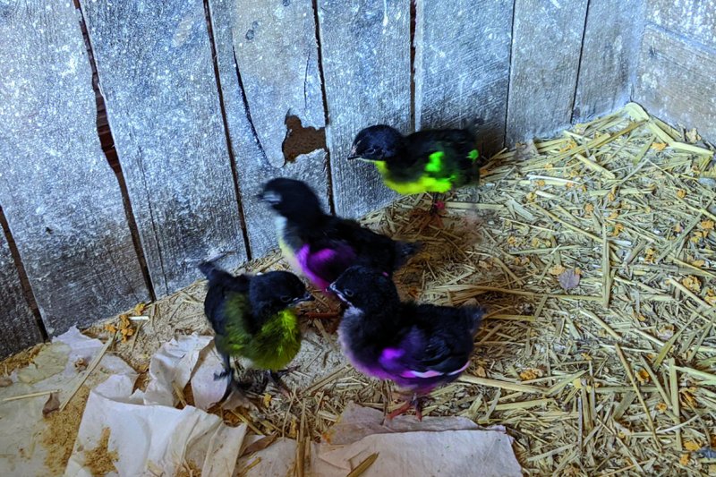 Una valenciana de Chulilla en la Marina Alta Una valenciana de Chulilla en la Marina Alta