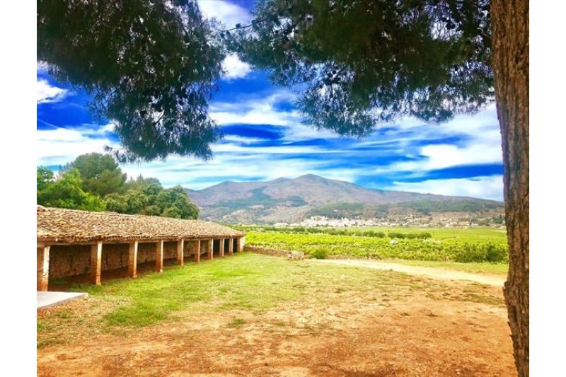 Jancis Robinson alaba el  Jancis Robinson alaba el