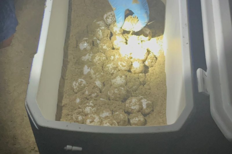 Otra tortuga pone sus huevos en una playa de Dénia  Otra tortuga pone sus huevos en una playa de Dénia