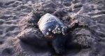 Otra tortuga pone sus huevos en una playa de Dénia  Otra tortuga pone sus huevos en una playa de Dénia