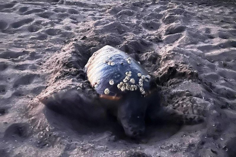 Otra tortuga pone sus huevos en una playa de Dénia  Otra tortuga pone sus huevos en una playa de Dénia
