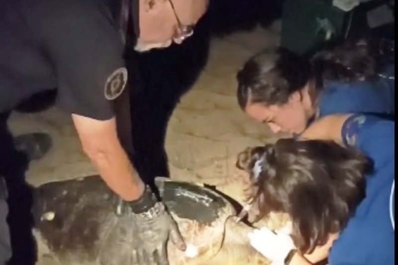 Otra tortuga pone sus huevos en una playa de Dénia  Otra tortuga pone sus huevos en una playa de Dénia
