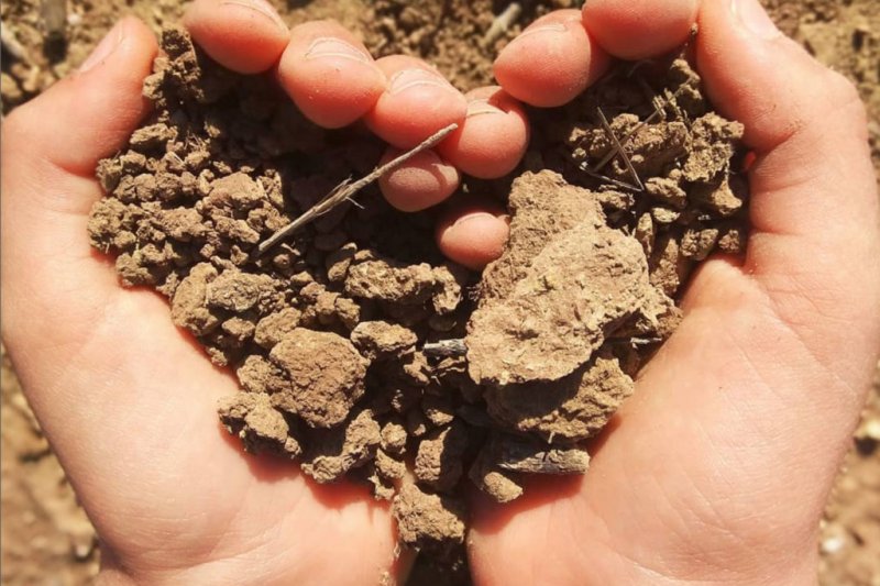 Se busca voluntariado para una plantación de bosque mediterráneo en Orba  Se busca voluntariado para una plantación de bosque mediterráneo en Orba