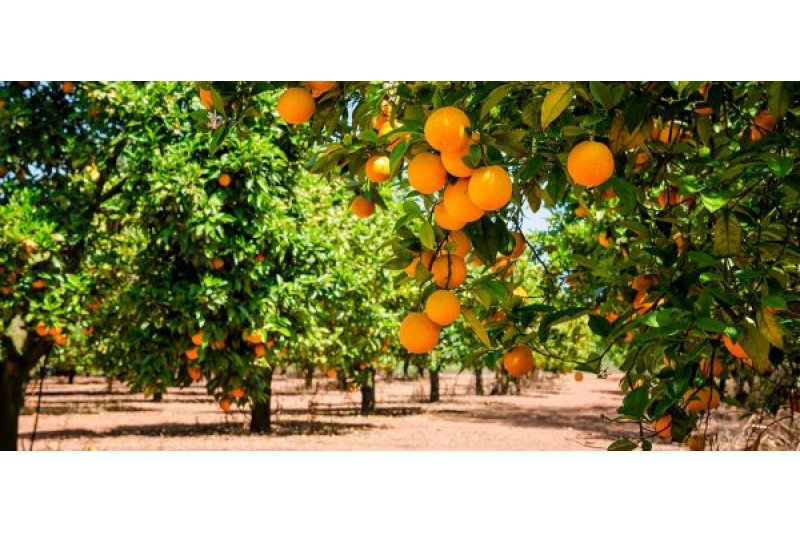 Compromís reivindica la protecció del cítrics valencians en al revisió de l'acord amb Sudàfrica Compromís reivindica la protecció del cítrics valencians en al revisió de l'acord amb Sudàfrica