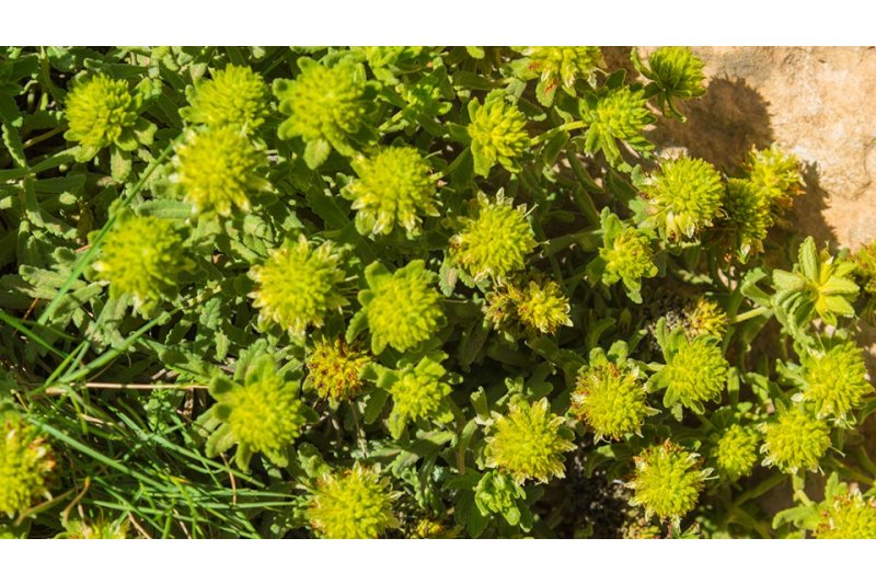 El fenàs allarga la vista i acurta el pas El fenàs allarga la vista i acurta el pas