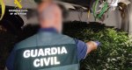 Dos hombres ingresan en prisión por tener una plantación de marihuana en un chalet de Calp Dos hombres ingresan en prisión por tener una plantación de marihuana en un chalet de Calp