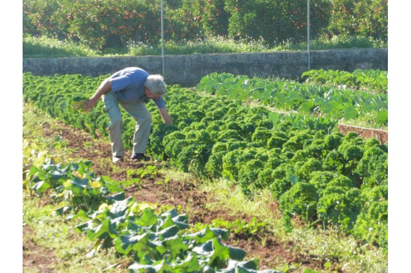 Más de 3.000 kilos solidarios de patatas se destinan a Caritas de Loreto de Xàbia Más de 3.000 kilos solidarios de patatas se destinan a Caritas de Loreto de Xàbia