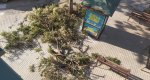 Cae un árbol  en la avenida de Alcoi de Dénia  Cae un árbol  en la avenida de Alcoi de Dénia