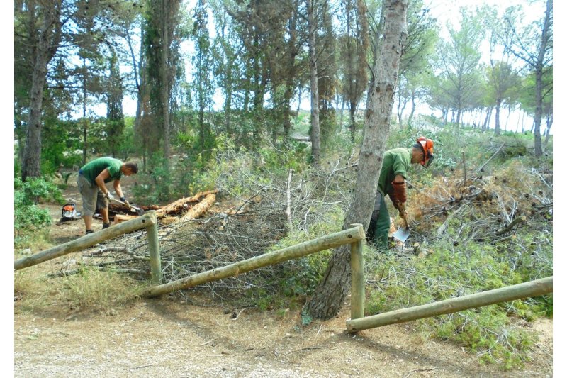 Medio Ambiente retoma el mantenimiento en La Plana y lucha contra la plaga de perforadores Medio Ambiente retoma el mantenimiento en La Plana y lucha contra la plaga de perforadores