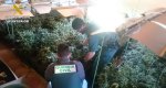 La Guardia Civil desmantela un cultivo de más de 800 plantas de marihuana en Pedreguer La Guardia Civil desmantela un cultivo de más de 800 plantas de marihuana en Pedreguer