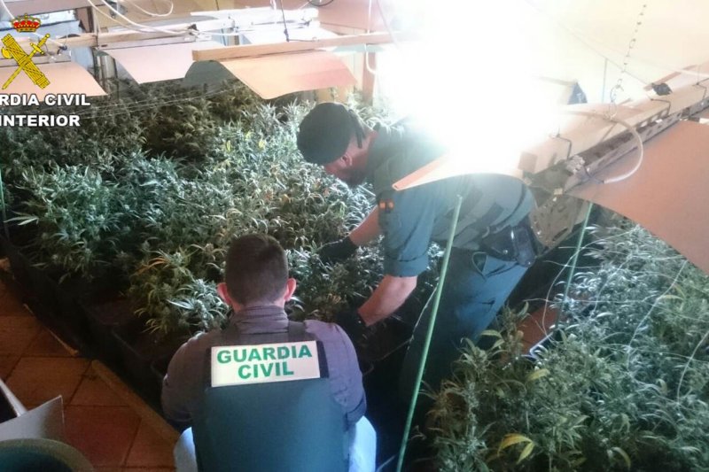 La Guardia Civil desmantela un cultivo de más de 800 plantas de marihuana en Pedreguer La Guardia Civil desmantela un cultivo de más de 800 plantas de marihuana en Pedreguer