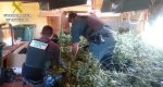 La Guardia Civil desmantela un cultivo de más de 800 plantas de marihuana en Pedreguer La Guardia Civil desmantela un cultivo de más de 800 plantas de marihuana en Pedreguer