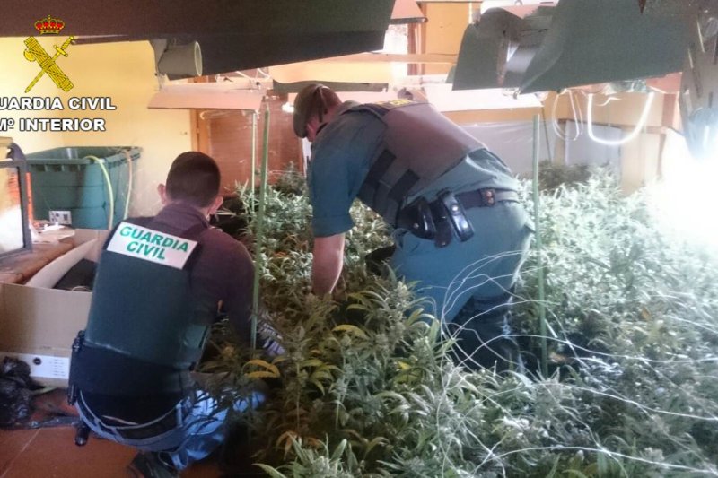 La Guardia Civil desmantela un cultivo de más de 800 plantas de marihuana en Pedreguer La Guardia Civil desmantela un cultivo de más de 800 plantas de marihuana en Pedreguer
