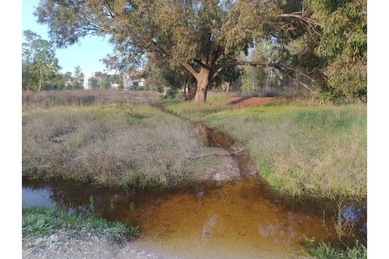 El IROX reclama la declaración del Saladar de Xàbia como humedal para reforzar su protección   El IROX reclama la declaración del Saladar de Xàbia como humedal para reforzar su protección