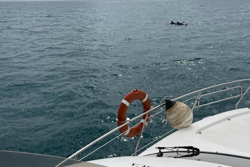 Avistan varios ejemplares de delfines y rorcuales en Dénia Avistan varios ejemplares de delfines y rorcuales en Dénia