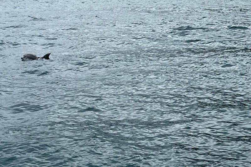 Avistan varios ejemplares de delfines y rorcuales en Dénia Avistan varios ejemplares de delfines y rorcuales en Dénia