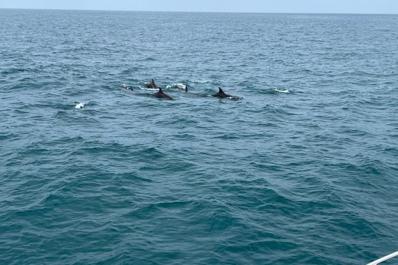 Avistan varios ejemplares de delfines y rorcuales en Dénia Avistan varios ejemplares de delfines y rorcuales en Dénia