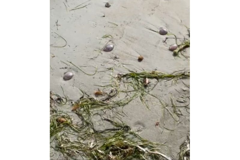 Alertan de la presencia de medusas en varias playas de Dénia  Alertan de la presencia de medusas en varias playas de Dénia
