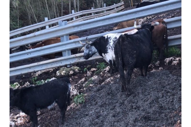 Dénia da otro uso a las algas que retira de sus playas: de lecho para cabezas de ganado de la comarca Dénia da otro uso a las algas que retira de sus playas: de lecho para cabezas de ganado de la comarca