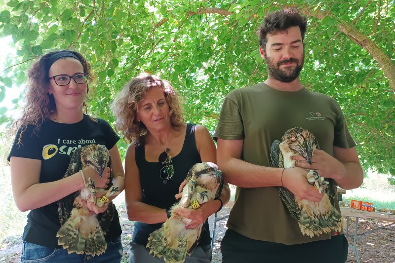 Una nueva docena de polluelos procedentes de Escocia refuerzan el proyecto de recuperació del águila pescadora en la marjal de Pego Una nueva docena de polluelos procedentes de Escocia refuerzan el proyecto de recuperació del águila pescadora en la marjal de Pego